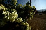 MEX_0022.jpg